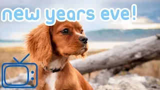 New Years Eve Dog TV! Entertainment for Dogs on NYE with Music!