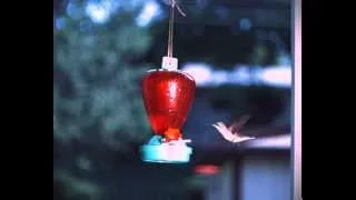 Kolibri - High Speed Aufnahme