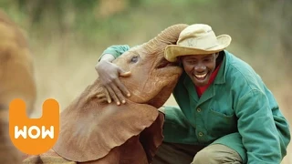 The Nairobi Elephant Orphanage