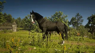 RDR 2 Beautiful black Horse cought by Arthur
