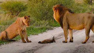 Zwei Löwen nähern sich einem verletzten Fuchs… dann passiert das krasse