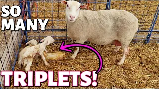 My sheep keep having TRIPLETS!! (DAY 10):  Vlog 272