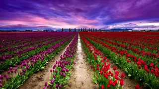 Plucking Tulips (Tulip Festival) (Meena's Dream Trance Edit)