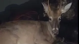 Deer comes back to life after an hour!!! UPDATE AT THE END ON WHAT HAPPENED TO THE DEER