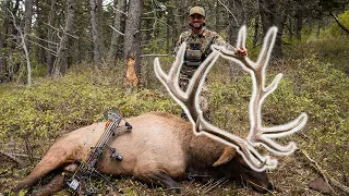 MONTANA BULL With A Bow! (My First Elk Ever)