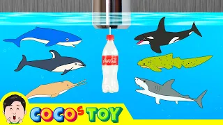 Sharks live under the wash basin 5ㅣkids animals animation, dinosaurs adventureㅣCoCosToy