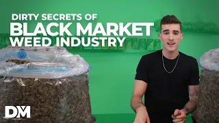 Dirty Secrets Of The Black Market Weed Industry | Sprayed Hemp | InsiderInfo002