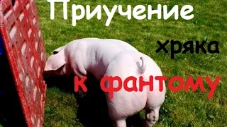 Приучение  хряка к фантому (Schooling grunt on the phantom)