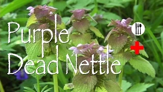 Purple Dead Nettle: Edible & Medicinal