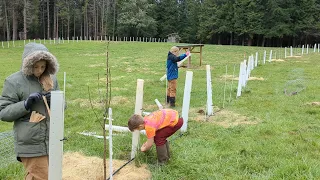 Planting Our First Silvopasture Tree Rows