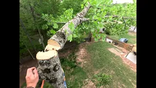 |Cut tree | climbing tree | tree removal |