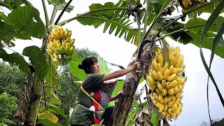 Harvesting big bananas go to sell, Raising children alone - Life of a 16-year-old single mother