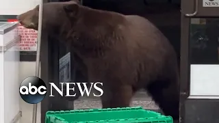 Bear visits California convenience store