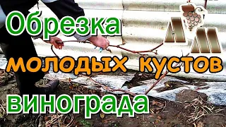 🍇 Осенняя обрезка молодых кустов винограда