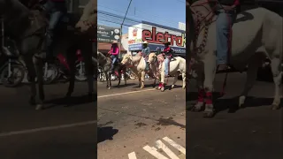 #shots #youtubeshorts #viral #agro #amazônia #cavalgada #boiada #vaqueijada #fyp