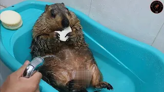 marmot munching on a cake and relaxing in the bath