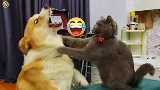 New Funny Animals 2024 🤣😅 Funniest Cats and Dogs 😻🐶 Part #42