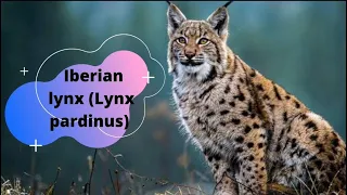 Iberian lynx (Lynx pardinus) a wild cat species ,  amazing facts