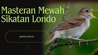 Masteran Mewah SIKATAN LONDO‼️🔥|| TANPA IKLAN || Masteran yang gampang di pahami oleh burung🔥‼️