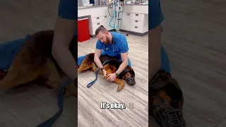 Viral vet has an aggressive patient PART 2