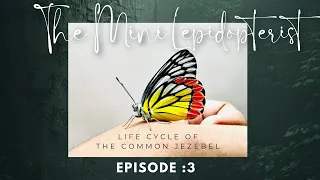 The Life Cycle of The Common jezebel 🦋( Delias eucharis)