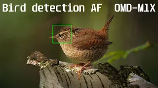 Bird detection AF - E-M1X - from Russia with Love, Обновление Прошивки Version 2.0