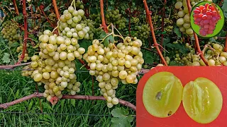 @Виноград Озон  Вкусный виноград, шикарный мускат
