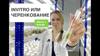 INVITRO ИЛИ ЧЕРЕНКОВАНИЕ? | Отвечаем кратко на популярный вопрос