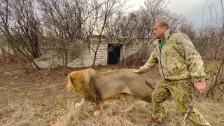 Этот очень агрессивный лев НАБРОСИЛСЯ  на своего хозяина! Сплошной адреналин!