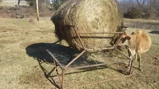 Homemade cradle round bale feeder