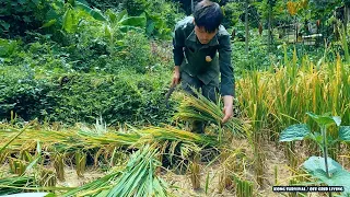 Full video : The first days back to building the old farm, Harvesting and preserving wet rice