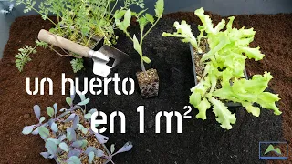 Huerto de 1m2 para PLANTAR en INVIERNO 🌱❄️ y cosechar en PRIMAVERA 🫶🌤️ #LdN #agriCULTURA