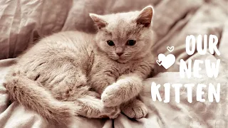 British Shorthair Kittens First Day At Home - Khaya | CUTE KITTEN | Alexandra Rose