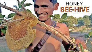 Honey Bees |A-z information| Hindi