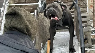 Cane corso Lolo, 26miesiecy, obrona przewodnika, grudzień 2023