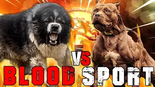 Caucasian Shepherd vs American Pitbull Terrier | Pitbull vs Caucasian Shepherd | Billa Boyka |