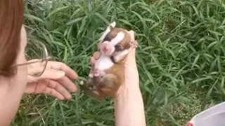 Abandoned, the 3 puppies tried to crawl little by little, crying loudly for their mother in hunger