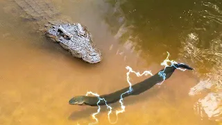 9 JACARÉS QUE MEXERAM COM O OPONENTE ERRADO