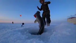 Огромные щуки на жерлицы в Якутии! Fishing pike Yakutia