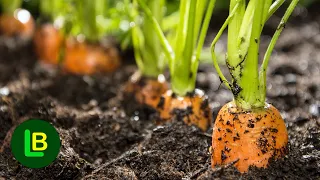 DOUBLE THE YIELDS OF CARROT. A few tricks for a rich harvest