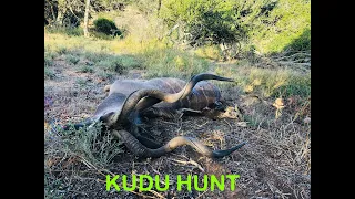 Hunting a big Kudu bull