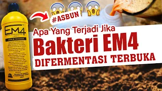 100% MENGUNGKAP APA YANG TERJADI JIKA BAKTERI EM4 DIFERMENTASI TERBUKA | Asbun | Tanah Subur & Sehat