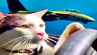 Cat Flying a Plane