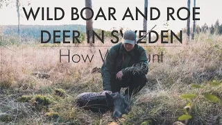 WILD BOAR AND ROE DEER HUNTING IN SWEDEN - HOW WE HUNT