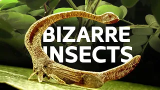 The Hidden Mysteries Behind The Dinosaur-Like Insects Of Amazonia | [4K] Wildlife Documentary