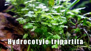 Hydrocotyle Tripartita - MUST HAVE Most Versatile Aquatic Plant?