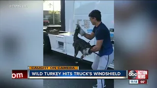 Video shows turkey hitting windshield of semi traveling on I-75 in Sarasota County