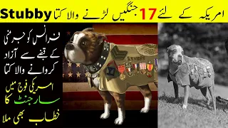 SGT Stubby an American Hero || SGT Stubby || World War 1 Dog Stubby Story in Urdu/Hindi