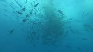 SCUBA ::: Tiger Shark Zoo at FUVAHMULAH DIVE SCHOOL