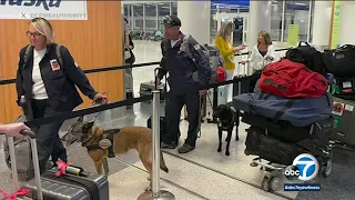 Cadaver dogs from SoCal agencies are headed to Maui to help search for victims of wildfires